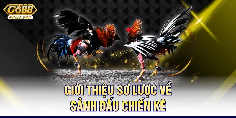 Giới thiệu sơ lược về sảnh đấu chiến kê